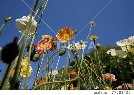 カラフルなポピーの花畑,花畑,ひなげし,青空,スカイブルー, カラフルなポピーの花畑,花畑,ひなげし,青空,スカイブルー, 77583435