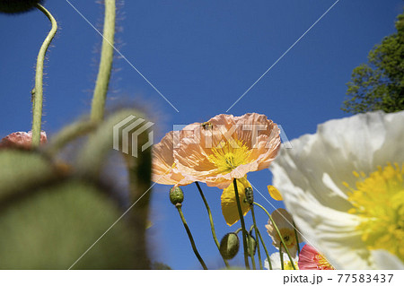 カラフルなポピーの花畑,花畑,ひなげし,青空,スカイブルー, カラフルなポピーの花畑,花畑,ひなげし,青空,スカイブルー, 77583437