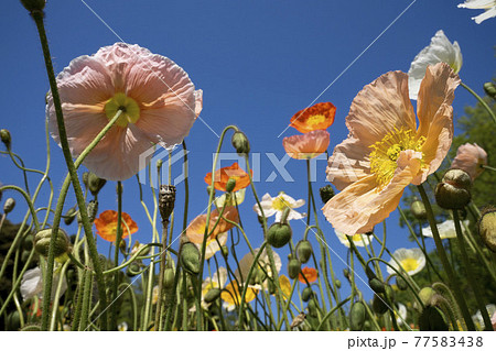 カラフルなポピーの花畑,花畑,ひなげし,青空,スカイブルー, カラフルなポピーの花畑,花畑,ひなげし,青空,スカイブルー, 77583438