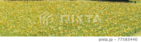 ポピー畑のパノラマ画像,ひなげし,横長 ポピー畑のパノラマ画像,ひなげし,横長 77583440