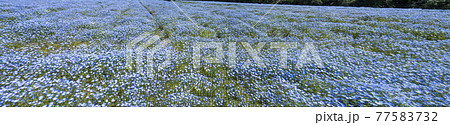 一面のネモフィラ畑,青い花畑,横長, パノラマ, 77583732
