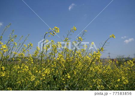 空 菜種 花 77583856