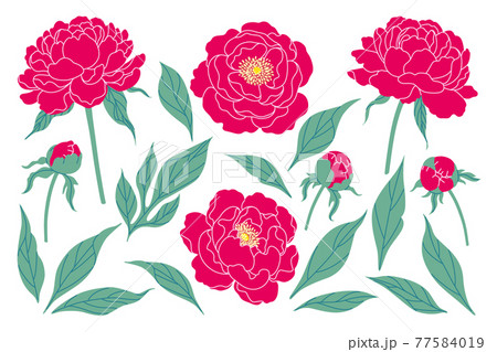 Simple Pink Peony Flowers, Buds and Leaves Set 77584019