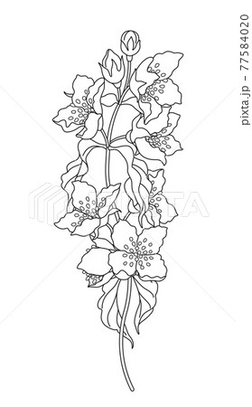 Flowering Jasmine Branch Sketch のイラスト素材