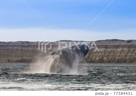 Whale Patagonia Argentina 77584431