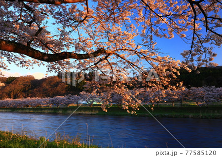 岩手県花巻市東和町 青空と桜並木の写真素材