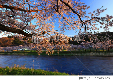 岩手県花巻市東和町 青空と桜並木 岩手県花巻市東和町 青空と桜並木 77585125
