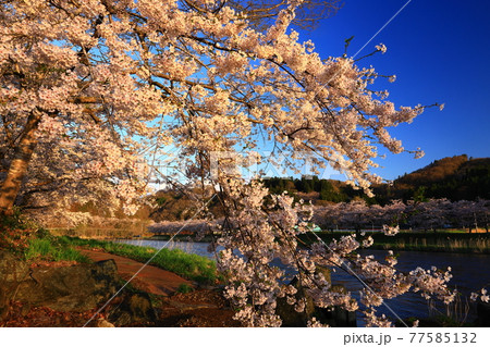 岩手県花巻市東和町 青空と桜並木 岩手県花巻市東和町 青空と桜並木 77585132