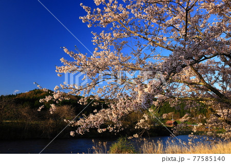 岩手県花巻市東和町 青空と桜並木の写真素材