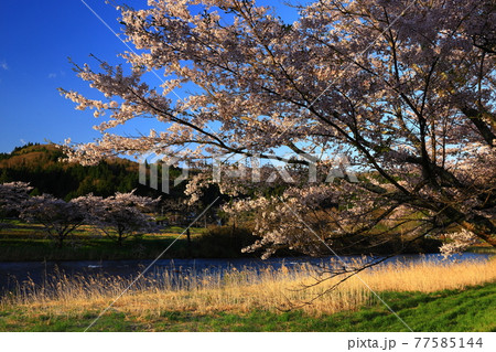 岩手県花巻市東和町 青空と桜並木 岩手県花巻市東和町 青空と桜並木 77585144