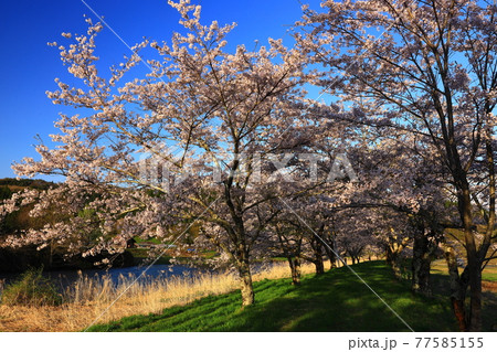 岩手県花巻市東和町 青空と桜並木 岩手県花巻市東和町 青空と桜並木 77585155