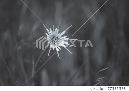 Yellow wild flower in Patagonia, Argentina 77585573