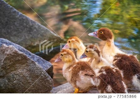 Cute little ducklings standing in a lake coast Cute little ducklings standing in a lake coast 77585866