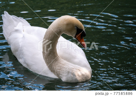A graceful white swan swimming on a lake with dark green water. The white swan is reflected in the water A graceful white swan swimming on a lake with dark green water. The white swan is reflected in the water 77585886