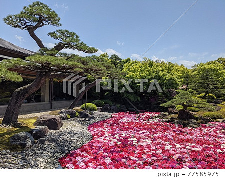 日本庭園　由志園の池泉牡丹 77585975