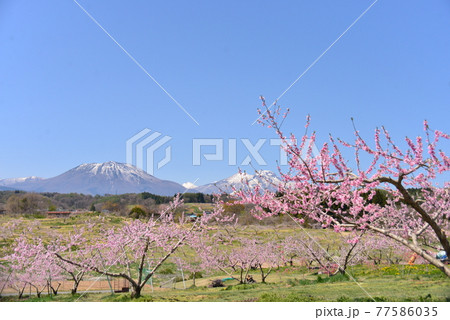 桃の花咲く丹霞郷の春景色 77586035