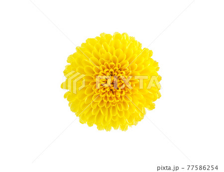 白背景の食用菊のクローズアップ 77586254