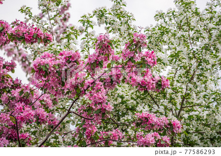 White and pink blossoming apple trees. White apple tree flowers White and pink blossoming apple trees. White apple tree flowers 77586293