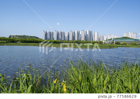 花 風景 湖 77586629