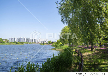 風景 木 湖 77586631