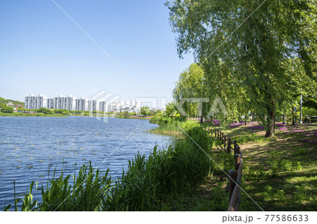 風景 木 湖 77586633