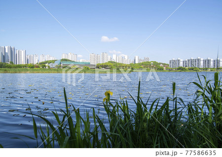 花 風景 湖 77586635
