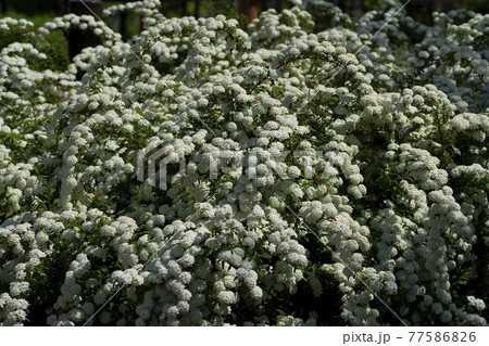 花 グリーン 木 77586826