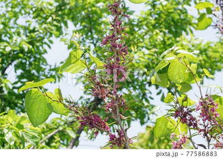 咲き終わり若い実を付けたはなずおう 77586883