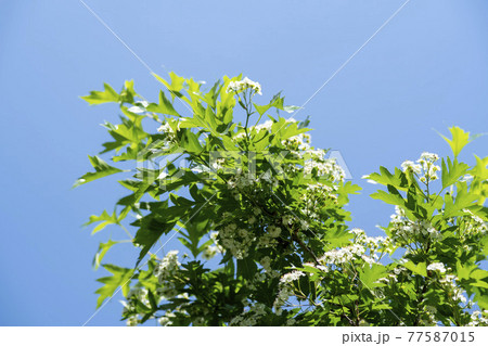 木 花 空 77587015