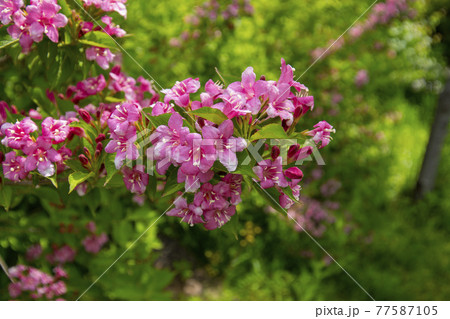 空 花 万 77587105