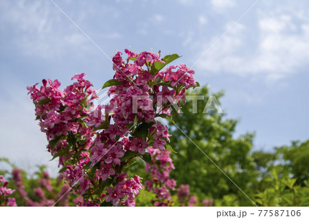 空 花 万 77587106