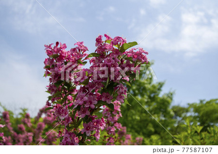 空 花 万 77587107