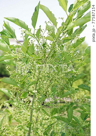 たくさんの花と蕾を付けたマユミの花木の写真素材