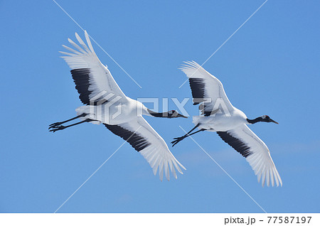 青空を飛ぶ二羽のタンチョウ（北海道・鶴居） 77587197