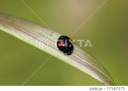 ナミテントウ ナミテントウ 77587275