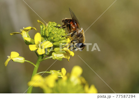 ナミハナアブ 77587294