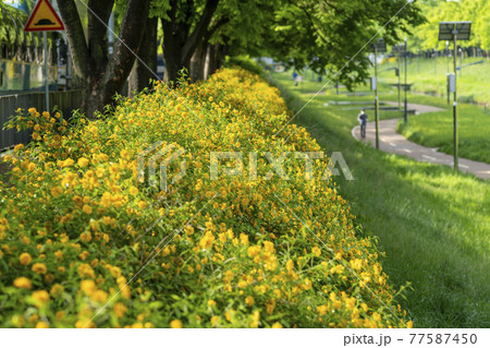 花 黄色 イエロー 77587450