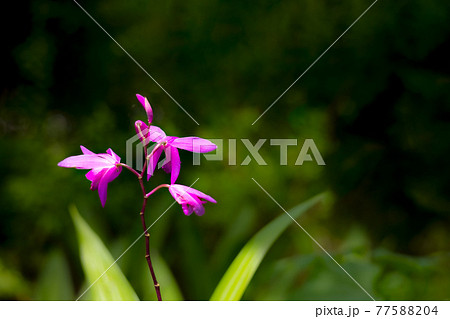 ボタニカルライフで心を癒す色とりどりの植物たち ボタニカルライフで心を癒す色とりどりの植物たち 77588204