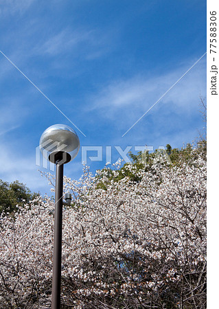 満開の山桜と公園の街灯の写真素材