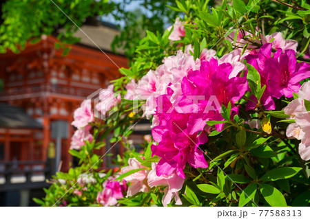 京都　下鴨神社の楼門とツツジ 77588313