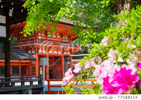 京都　下鴨神社の楼門とツツジ 77588314