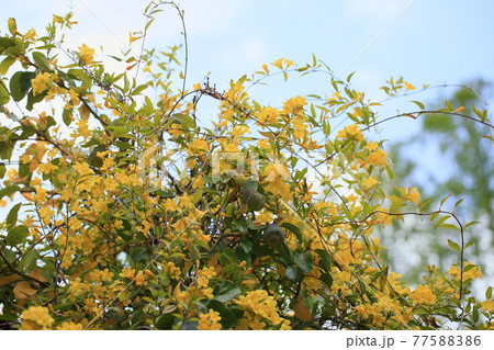 カロライナジャスミンの花 77588386