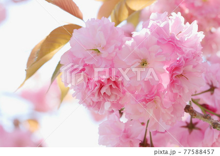 満開の八重桜 関山 クローズアップ撮影の写真素材