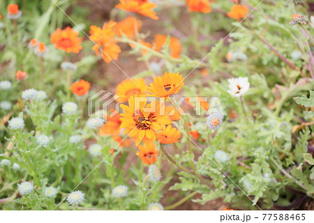 ベニジュウムの花 ベニジュウムの花 77588465