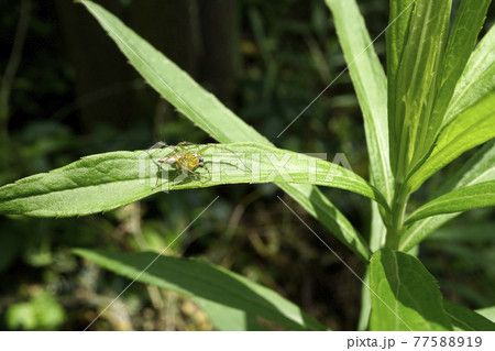 緑の葉の上のササグモ 77588919