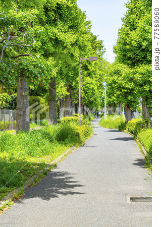 【神奈川県】自然が豊かな大和市の「ほほえみ通り」 【神奈川県】自然が豊かな大和市の「ほほえみ通り」 77589060