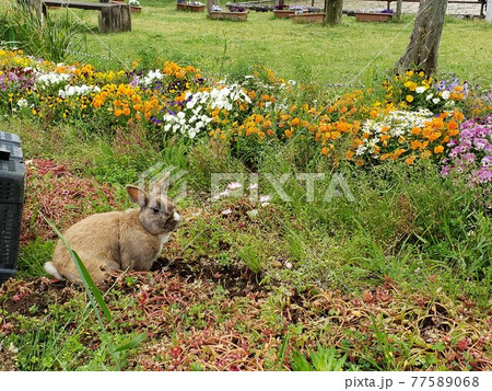花とウサギ 花とウサギ 77589068