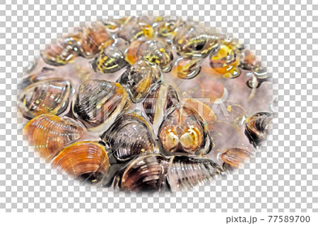 砂抜き中の「宍道湖産の活シジミ」水彩画風  絵手紙 77589700