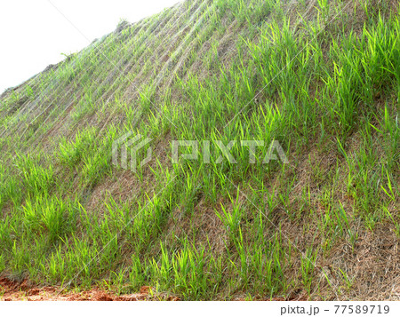 Permanent slope protection with the natural grass using the hydroseed method. The grass used to stabilizes the slope structure and prevent slope erosion. Effective and less maintenance.  77589719