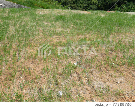 Permanent slope protection with the natural grass using the hydroseed method. The grass used to stabilizes the slope structure and prevent slope erosion. Effective and less maintenance.  77589730